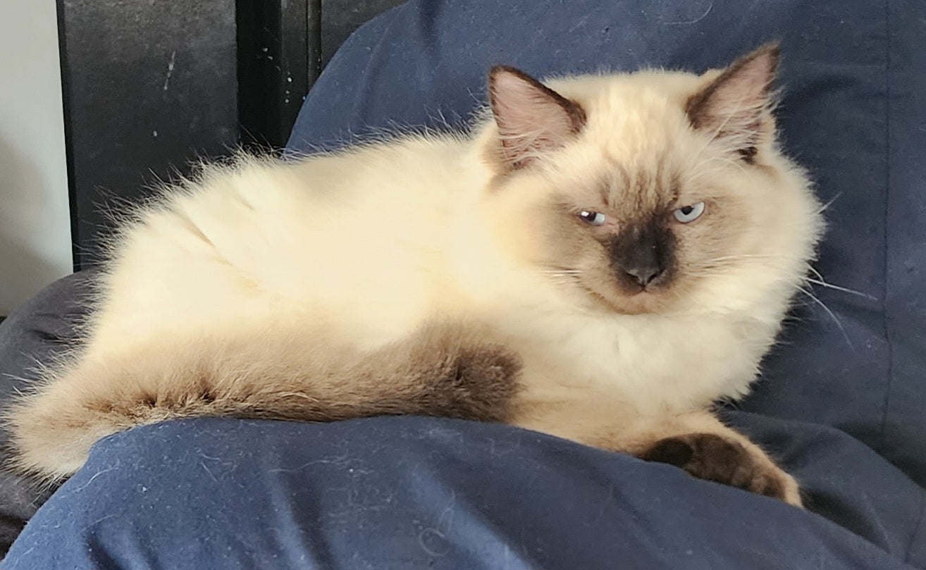 Aliyah & Aairah of Baytal Qitatt, 2 Female Traditional Seal Color Point Ragdoll Kittens : (Available in a Pair Only);DOB 00/00/00