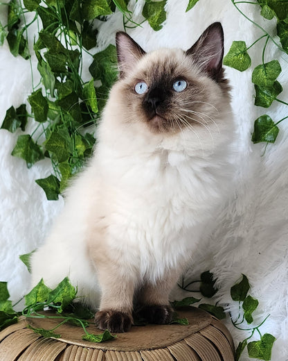 Aliyah & Aairah of Baytal Qitatt, 2 Female Traditional Seal Color Point Ragdoll Kittens : (Available in a Pair Only);DOB 00/00/00