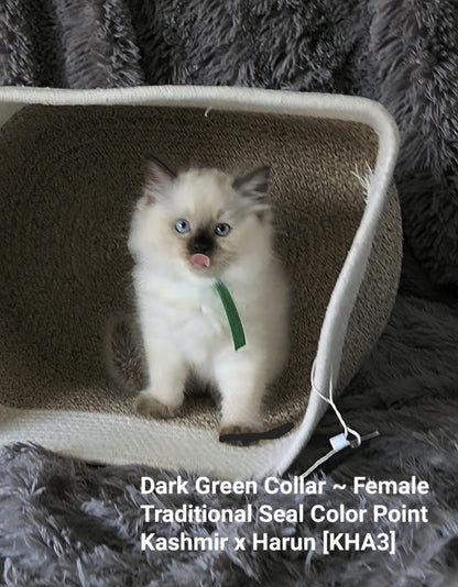 Aliyah & Aairah of Baytal Qitatt, 2 Female Traditional Seal Color Point Ragdoll Kittens : (Available in a Pair Only);DOB 00/00/00