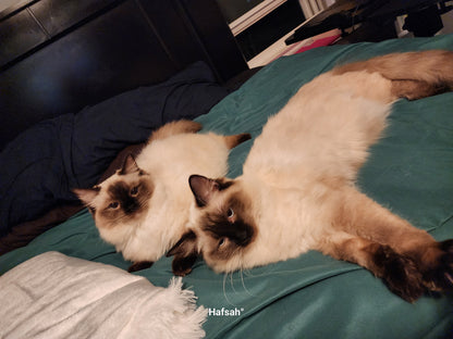 Aliyah & Aairah of Baytal Qitatt, 2 Female Traditional Seal Color Point Ragdoll Kittens : (Available in a Pair Only);DOB 00/00/00