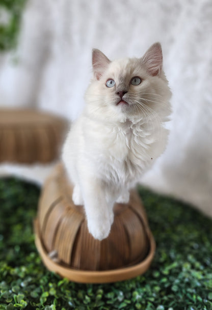 Bahaar bint Harun: Female, Mink Lilac Mitted Ragdoll Kitten (under genetic evaluation) [mink in pedigree] Sabah x Harun