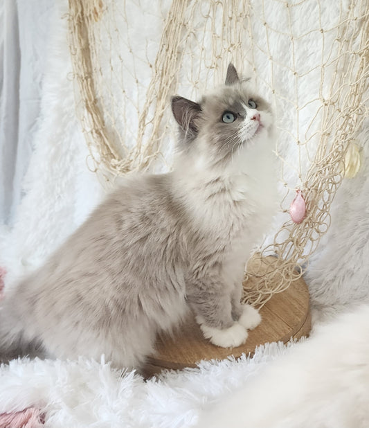 Bantleigh ibn Harun, Male Ragdoll, Blue Color Point Mitted w/ Mismarked Blaze (evaluation)