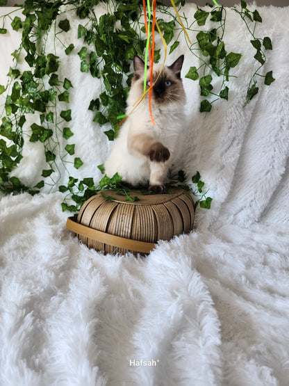 Aliyah & Aairah of Baytal Qitatt, 2 Female Traditional Seal Color Point Ragdoll Kittens : (Available in a Pair Only);DOB 00/00/00