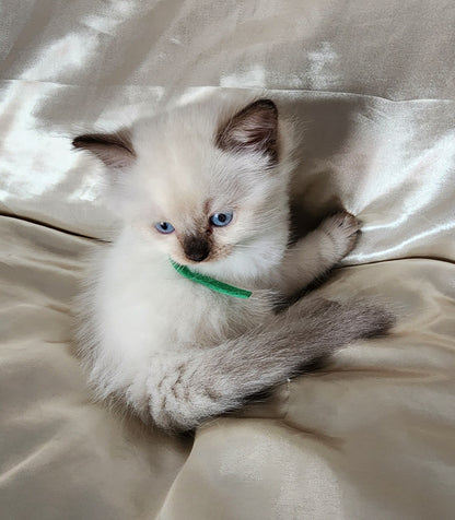 Aliyah & Aairah of Baytal Qitatt, 2 Female Traditional Seal Color Point Ragdoll Kittens : (Available in a Pair Only);DOB 00/00/00