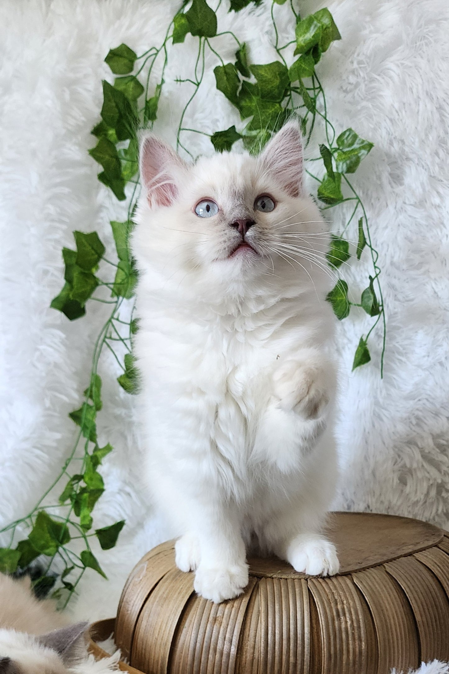 Bahaar bint Harun: Female, Mink Lilac Mitted Ragdoll Kitten (under genetic evaluation) [mink in pedigree] Sabah x Harun