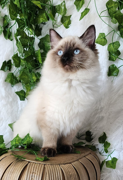 Aliyah & Aairah of Baytal Qitatt, 2 Female Traditional Seal Color Point Ragdoll Kittens : (Available in a Pair Only);DOB 00/00/00