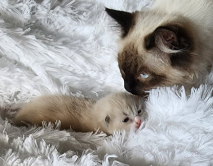 Aliyah & Aairah of Baytal Qitatt, 2 Female Traditional Seal Color Point Ragdoll Kittens : (Available in a Pair Only);DOB 00/00/00