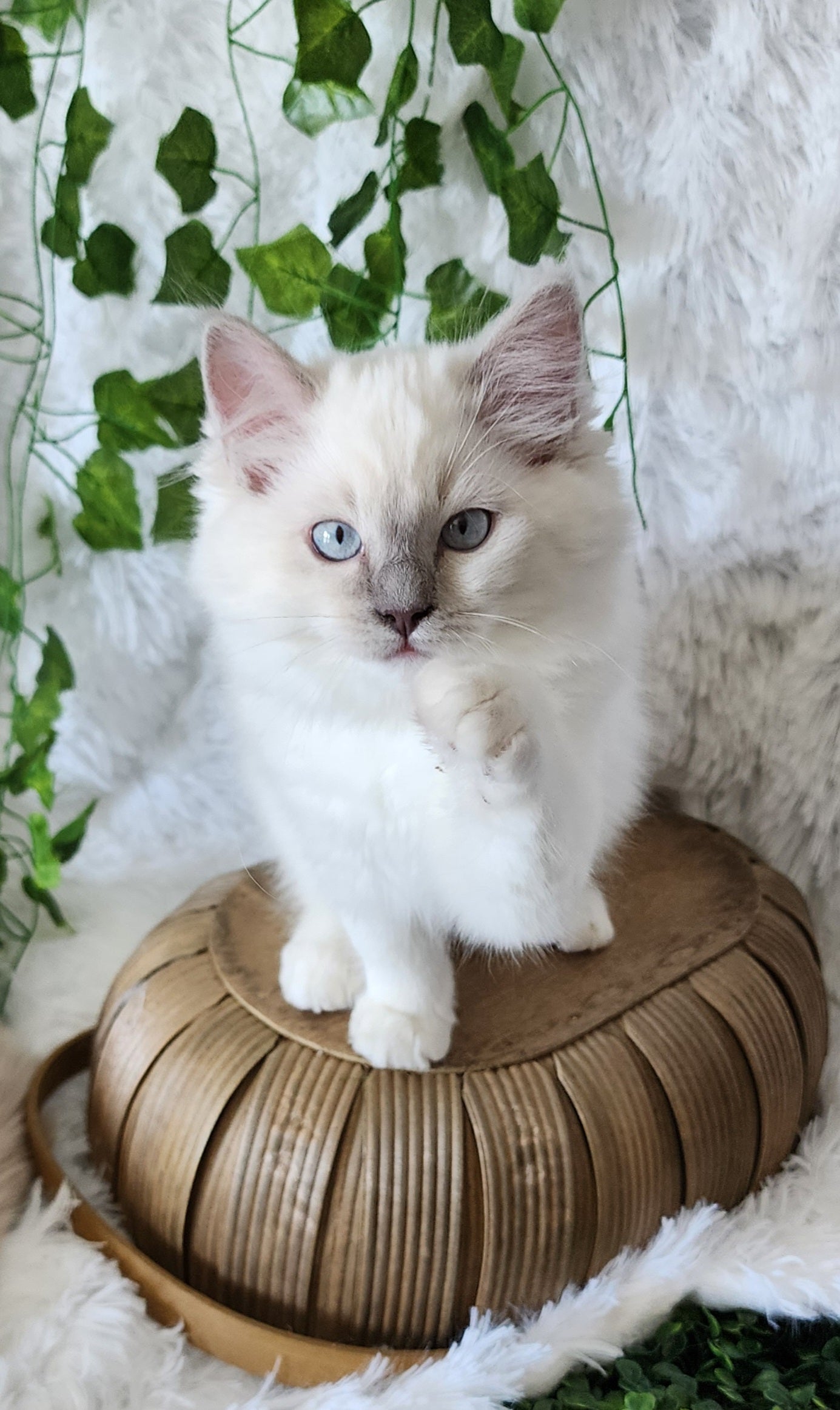 Bahaar bint Harun: Female, Mink Lilac Mitted Ragdoll Kitten (under genetic evaluation) [mink in pedigree] Sabah x Harun