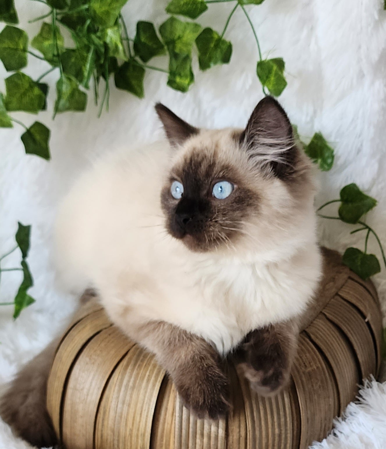 Aliyah & Aairah of Baytal Qitatt, 2 Female Traditional Seal Color Point Ragdoll Kittens : (Available in a Pair Only);DOB 00/00/00