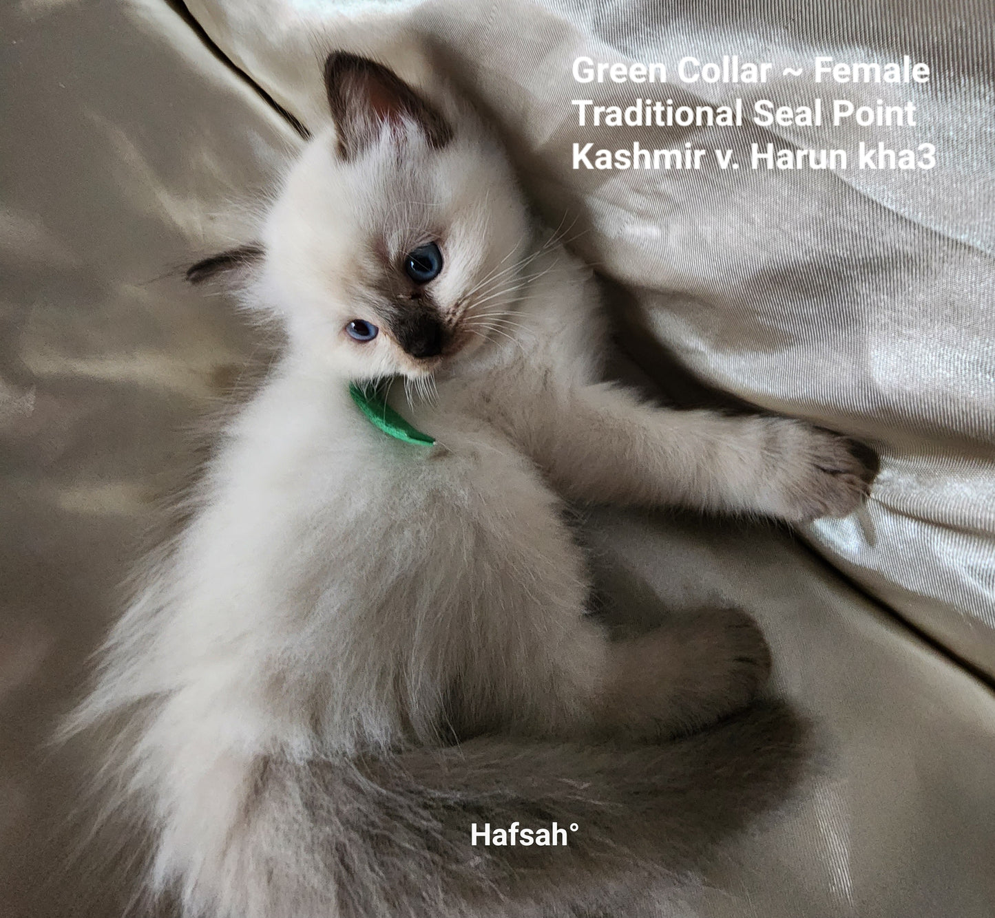 Aliyah & Aairah of Baytal Qitatt, 2 Female Traditional Seal Color Point Ragdoll Kittens : (Available in a Pair Only);DOB 00/00/00