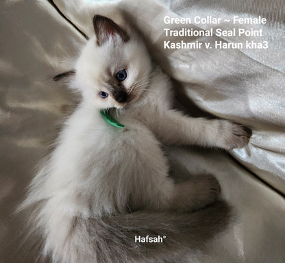 Aliyah & Aairah of Baytal Qitatt, 2 Female Traditional Seal Color Point Ragdoll Kittens : (Available in a Pair Only);DOB 00/00/00